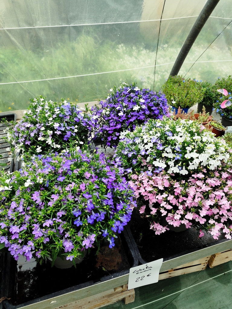 Lobelia erinus D19