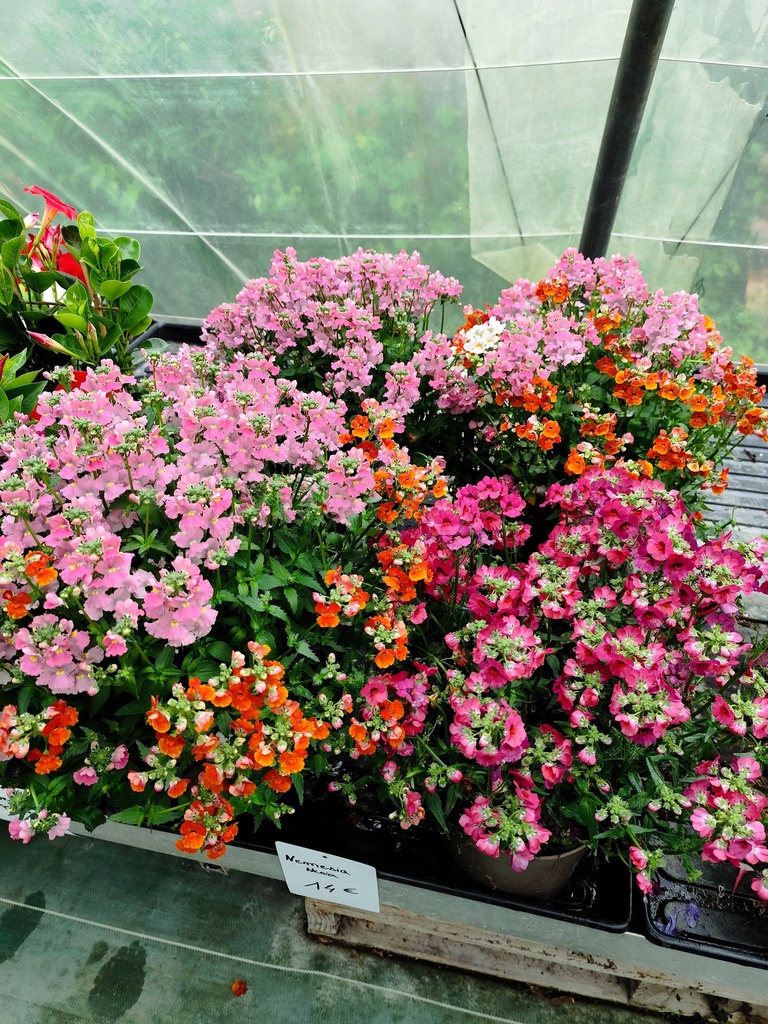 Nemesia Nesia