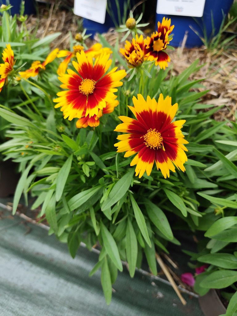 Coreopsis grandiflora D19