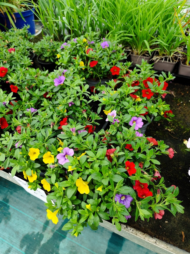CALIBRACHOA  tricolore D13