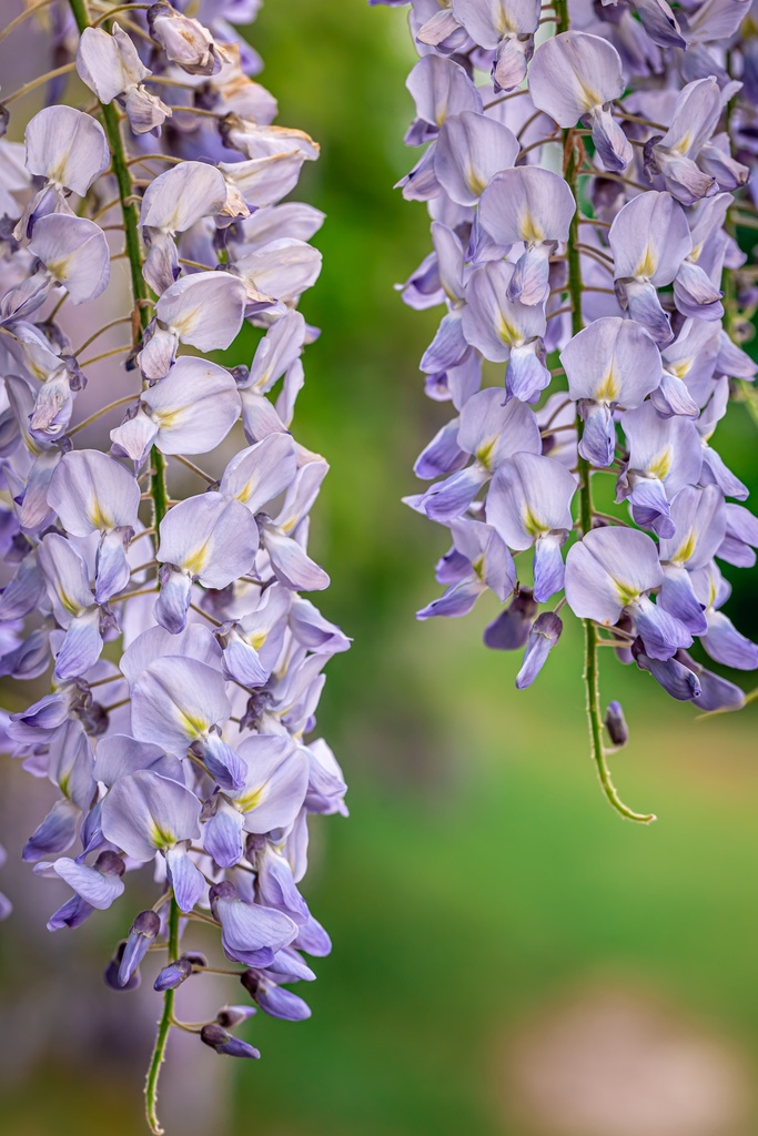 Glycine de Chine - Wisteria sinensis 200/250