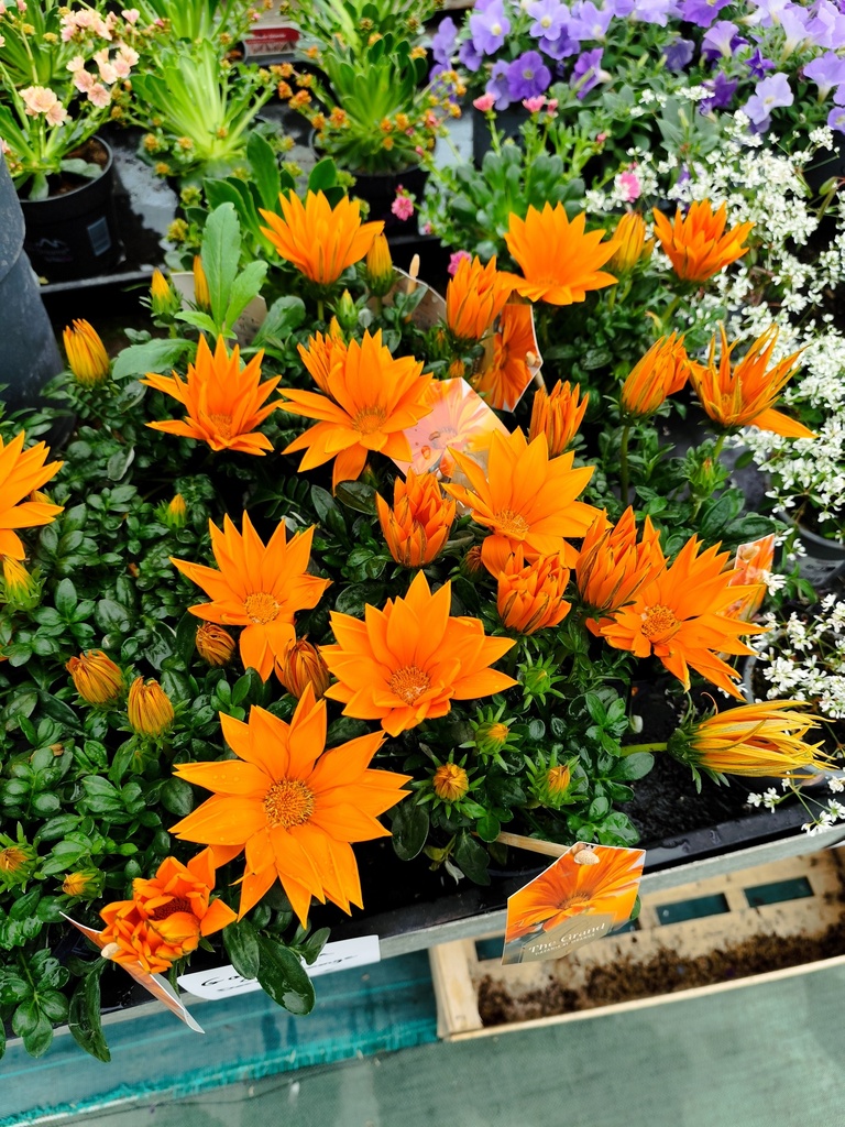 Gazania Giant deep orange D12
