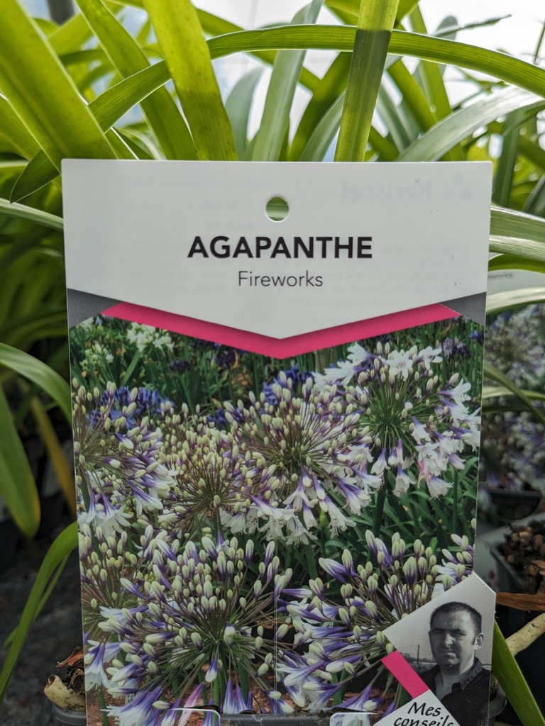 AGAPANTHUS Twister (bicolore) 3L