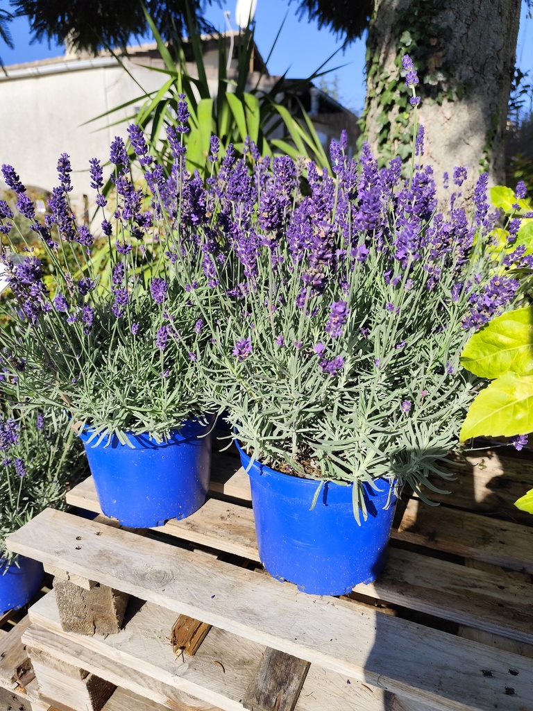 LAVANDE angustifolia Hidcote Blue 4L