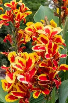 Canna Reine Charlotte D20 