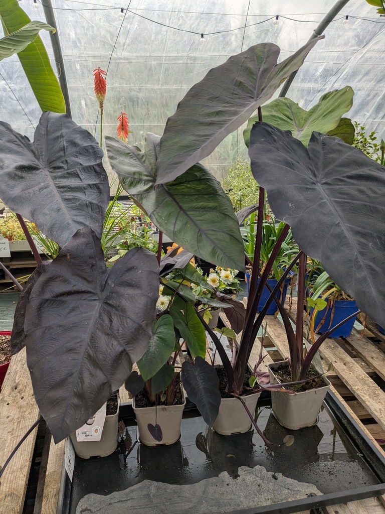 Colocasia Esculenta Black Magic 