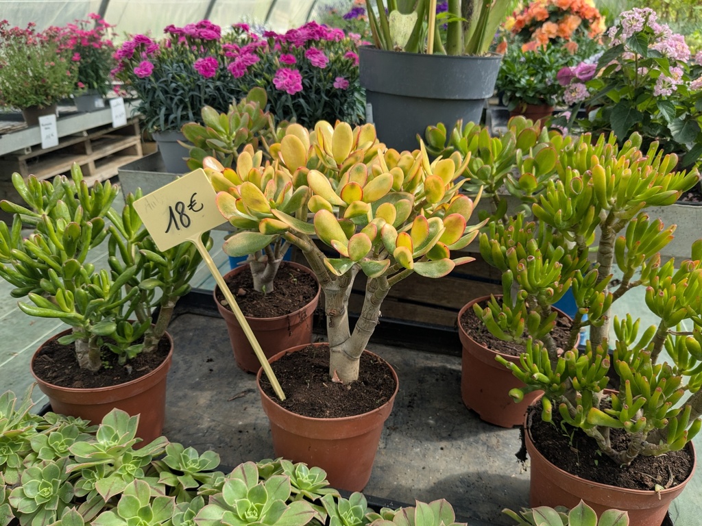 Crassula D17