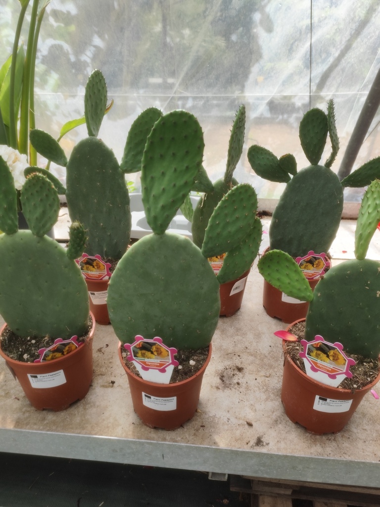 Opuntia D17