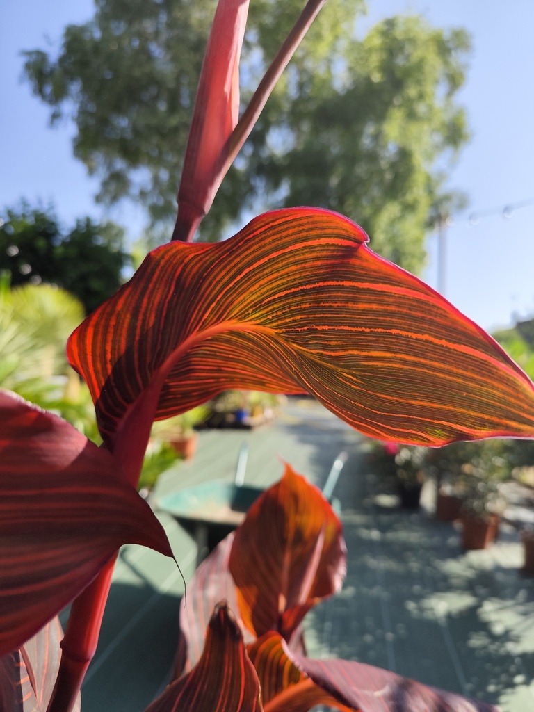 Canna Tropicana (Durban & Pretoria)