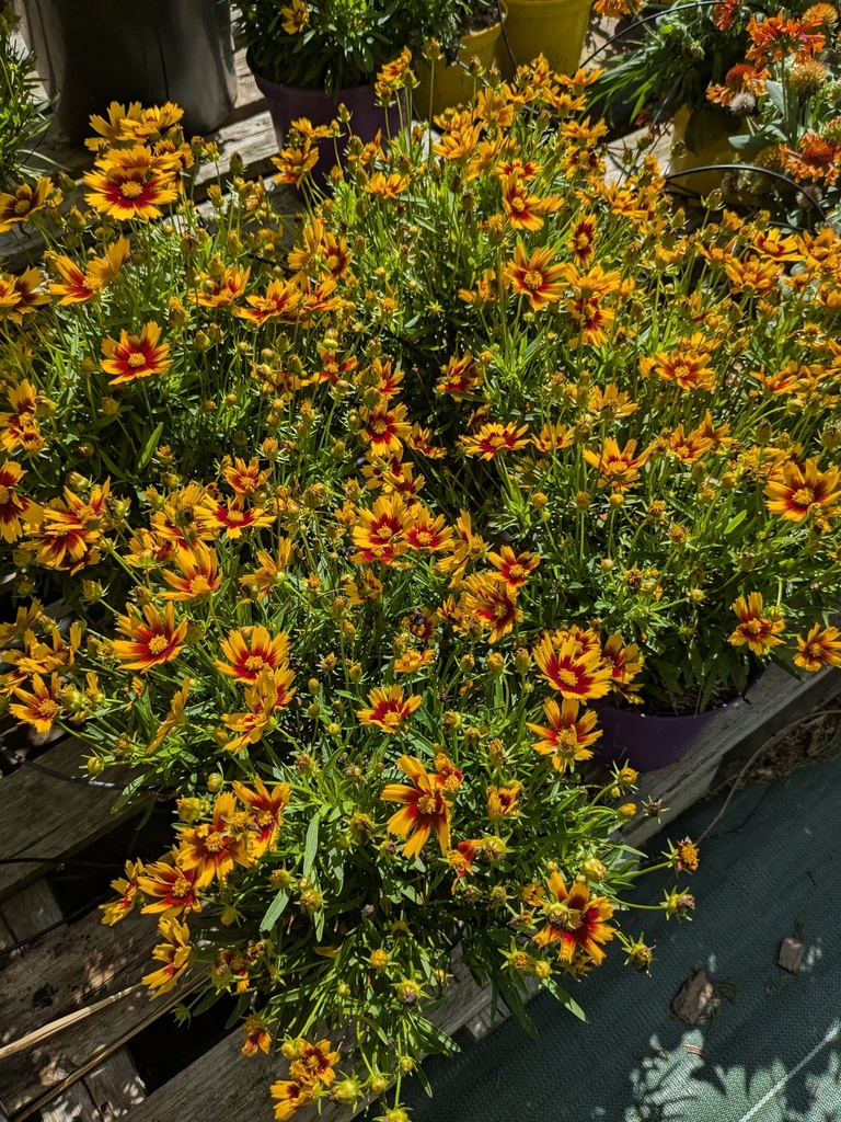Coreopsis grandiflora Gold & Bronze