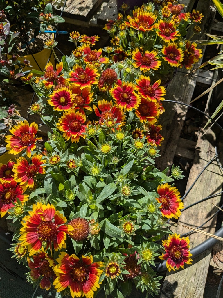 Gaillarde aristata Guapa red