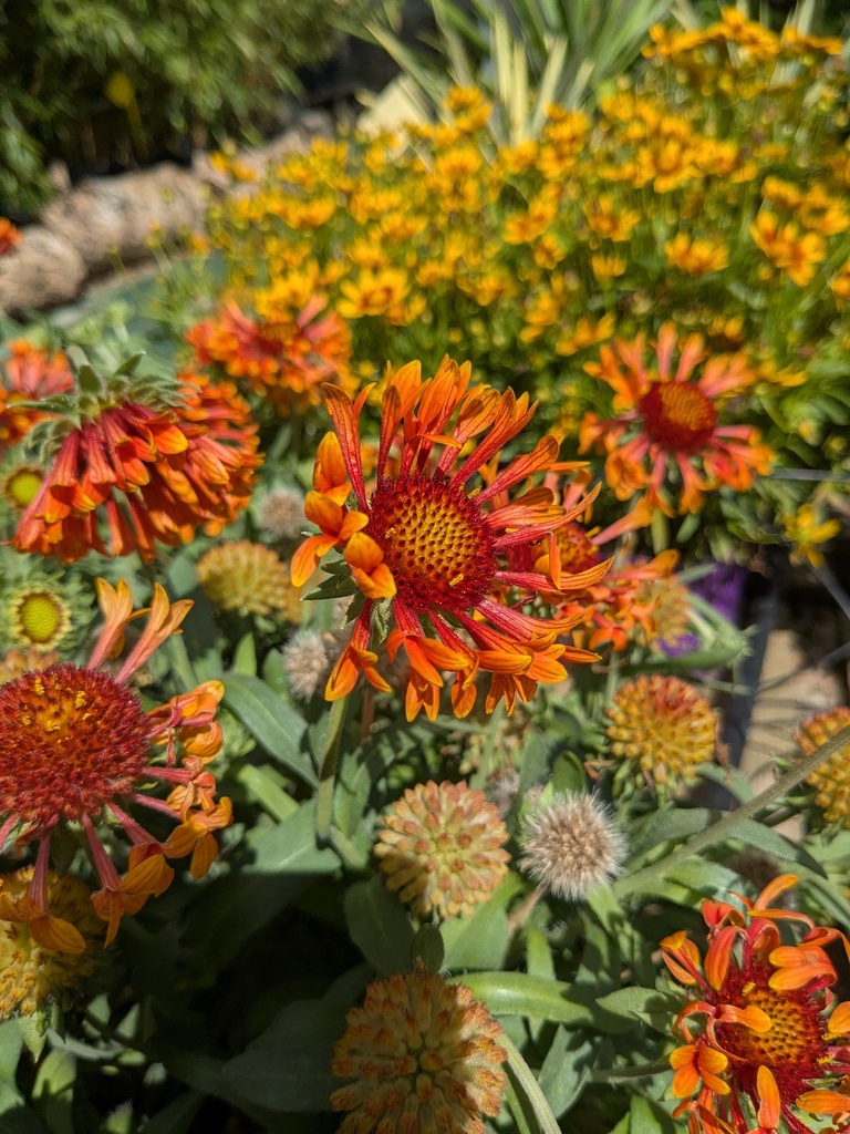 Gaillarde Fanfare amber glow