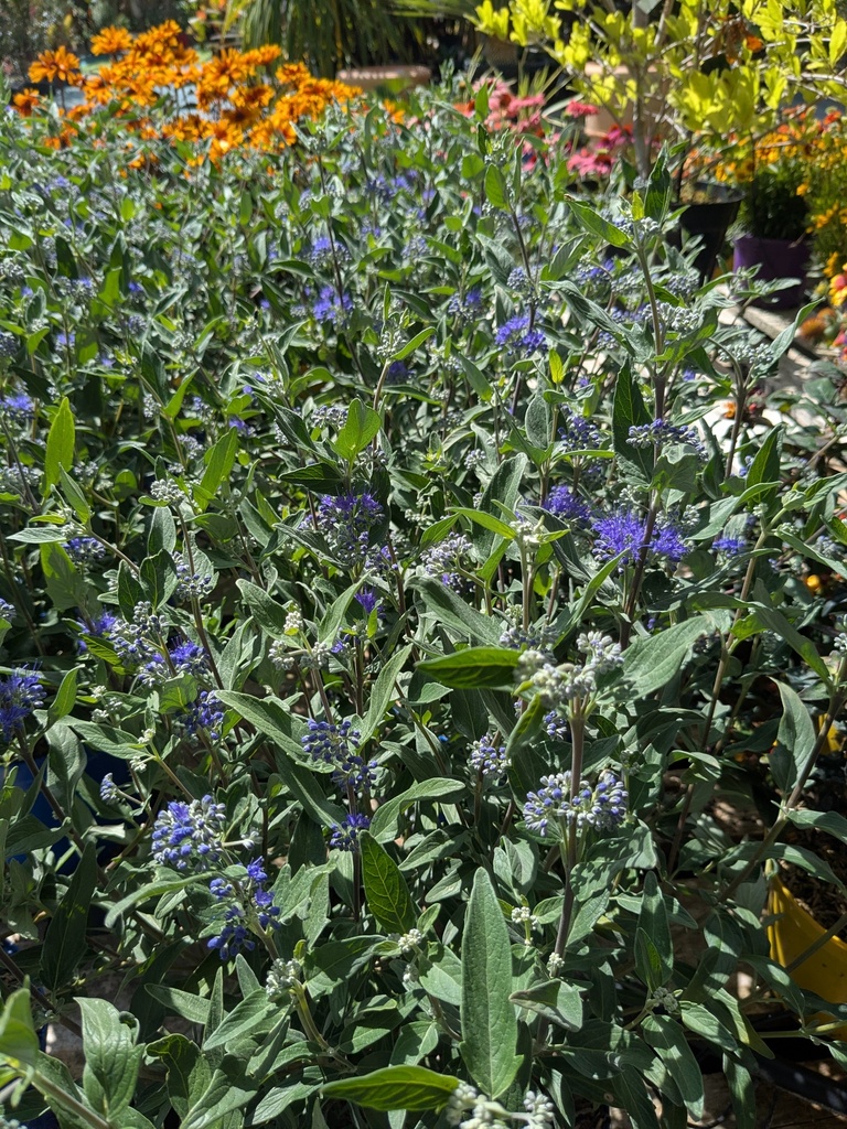 Caryopteris Clantonensis thetis