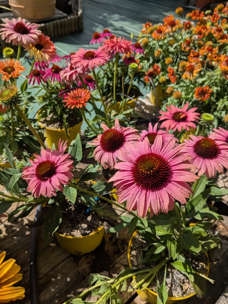 Echinacea Sunseekers rainbow