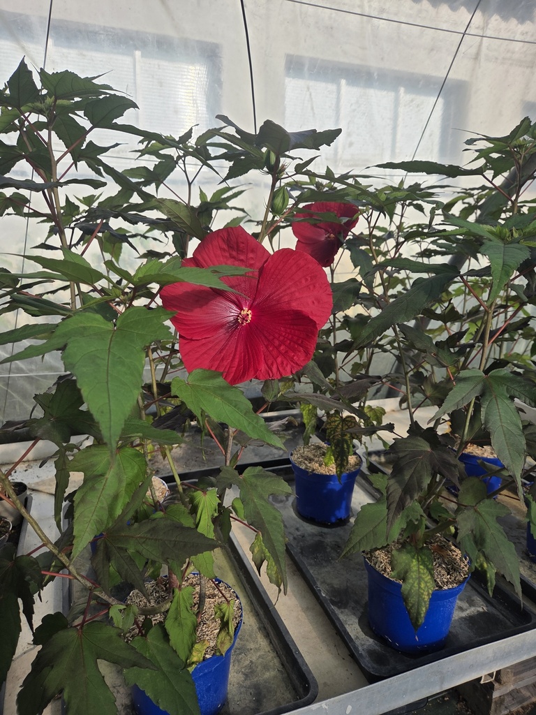 Hibiscus XXL Moscheutos Geant Red (rouge)