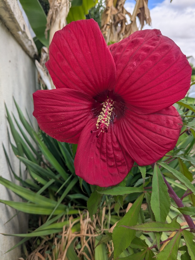 Hibiscus XXL Moscheutos Geant Red (rouge)