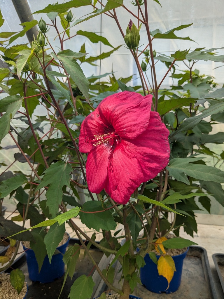 Hibiscus XXL Moscheutos Planet Griotte (rose)