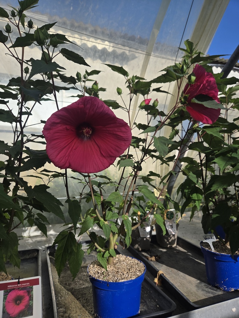 Hibiscus XXL Moscheutos Planet Griotte (rose)