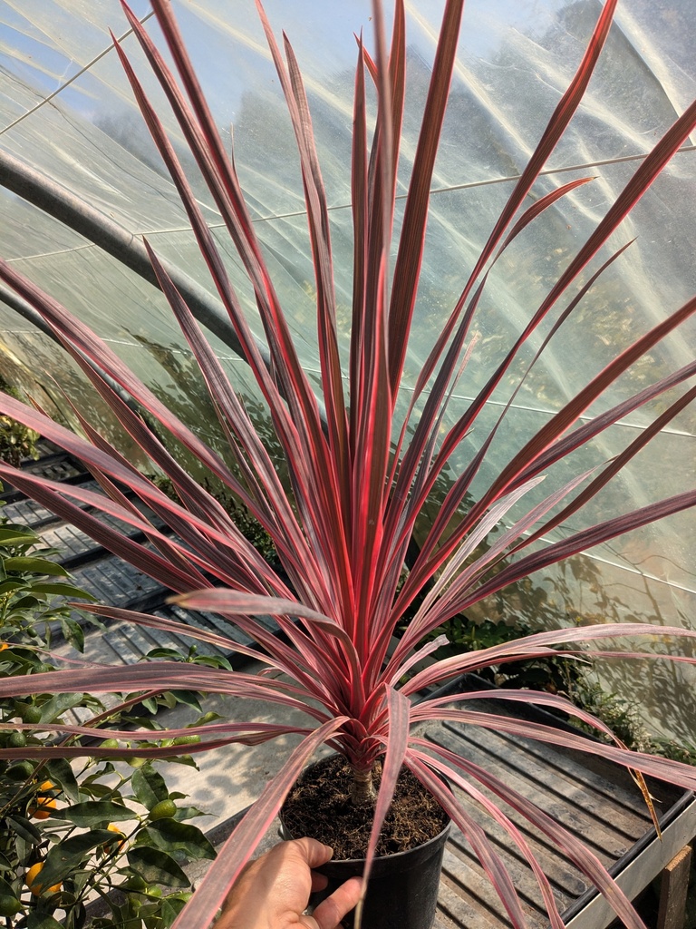 CORDYLINE Charlie Boy D14