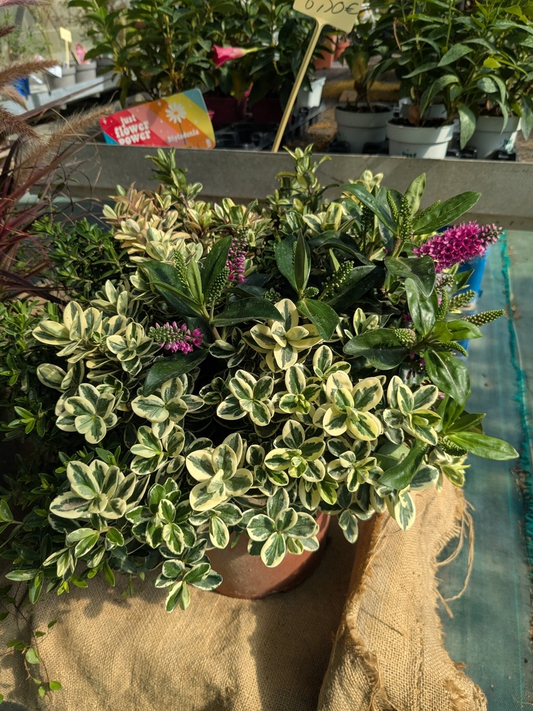 HEBE Andersonii D23 - Veronique panache