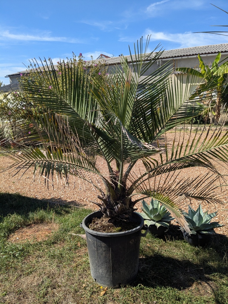 Jubaea Chilensis 50L stipe 40cm