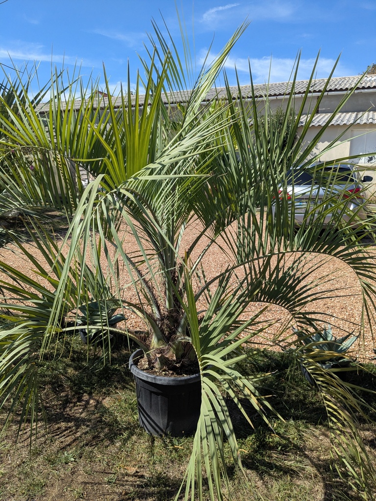 Butia capitata 35L