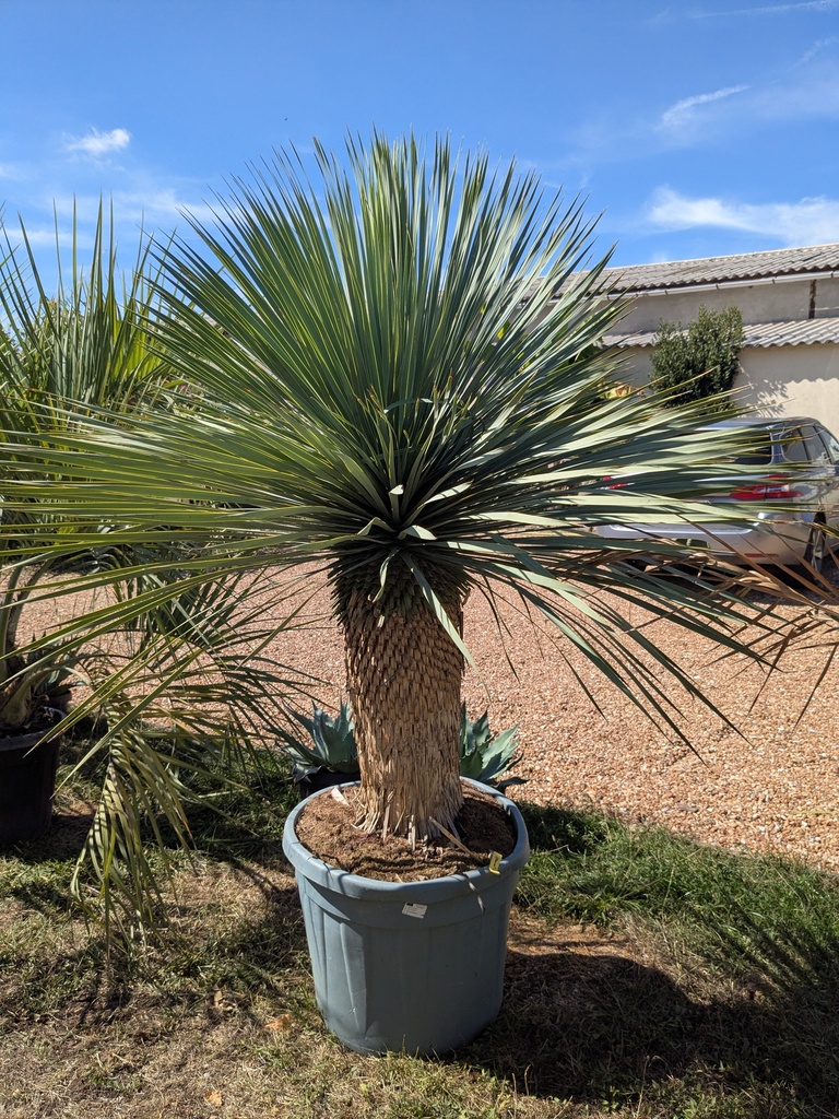YUCCA Rostrata 55L
