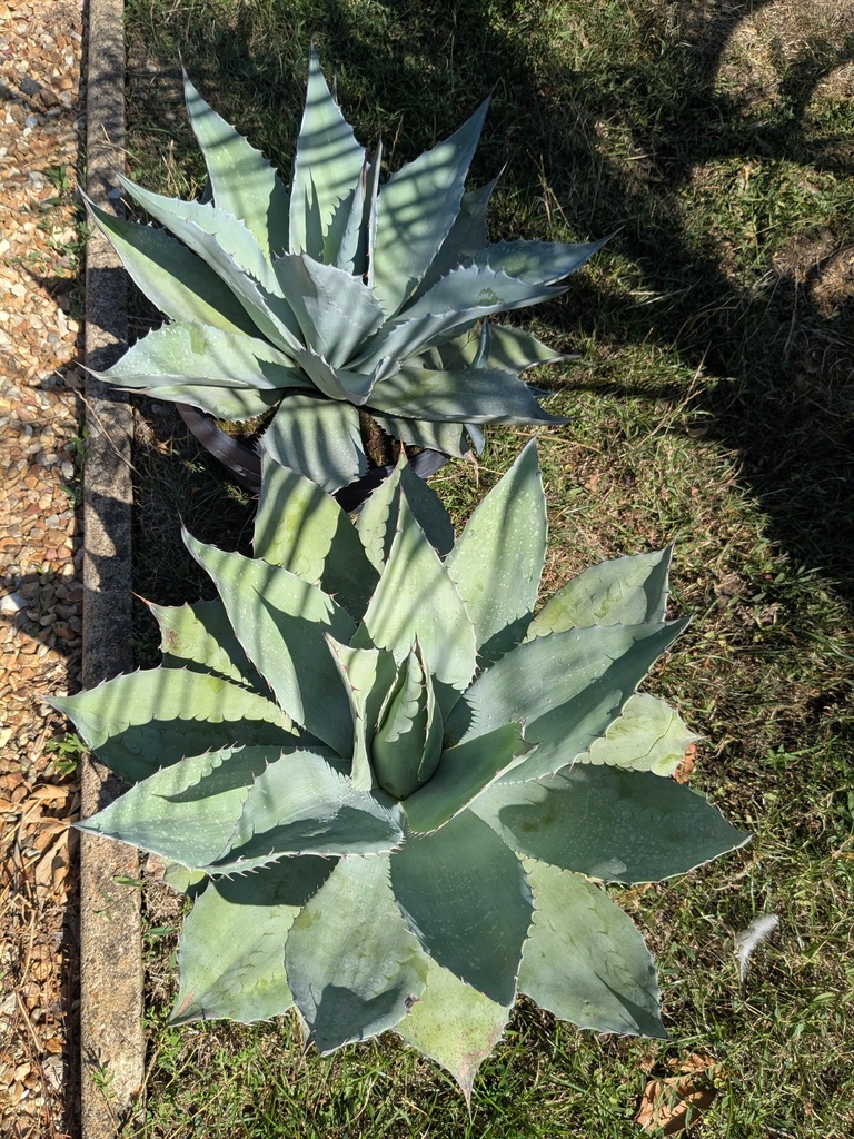 Agave Ovatifolia 15L
