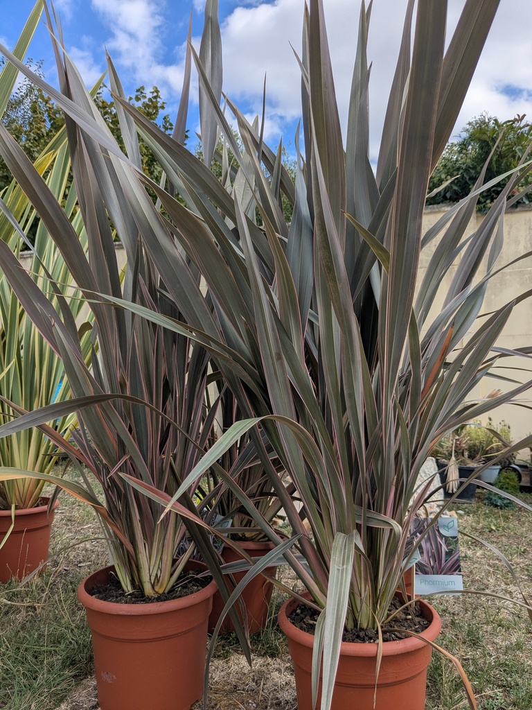 Phormium Pink Stripe 10L