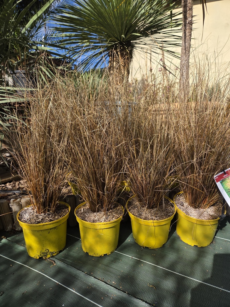 CAREX Buchananii Red Rooster 3L