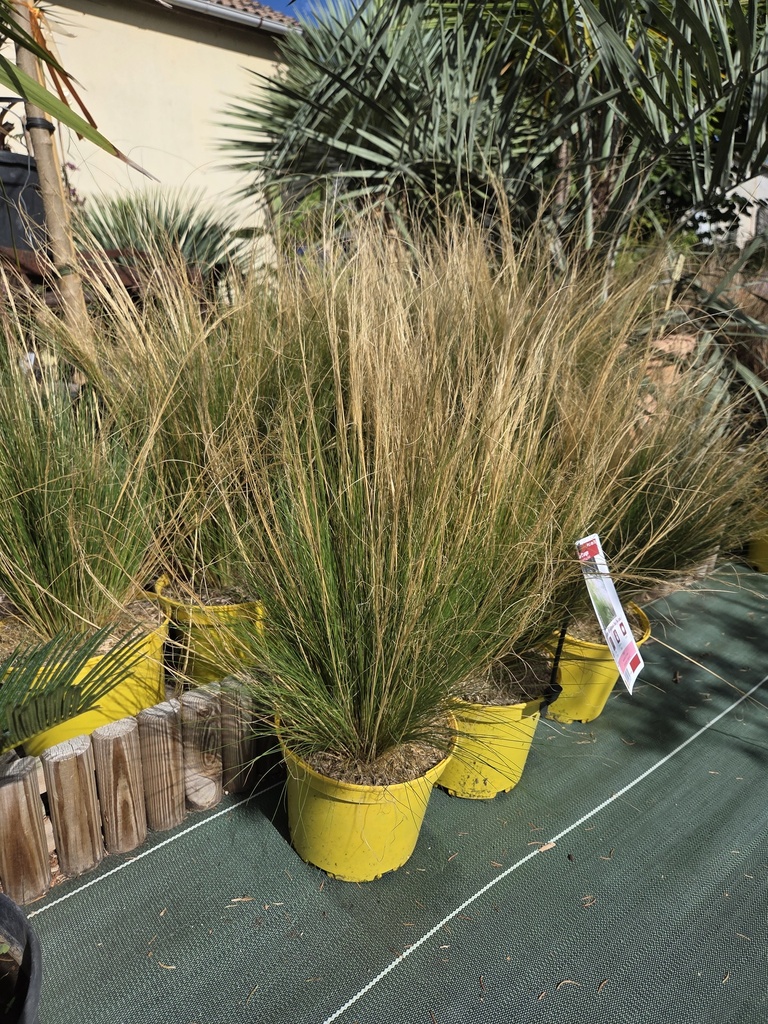 Cheuveux D'Ange - STIPA Tenuissima Pony tails 3L