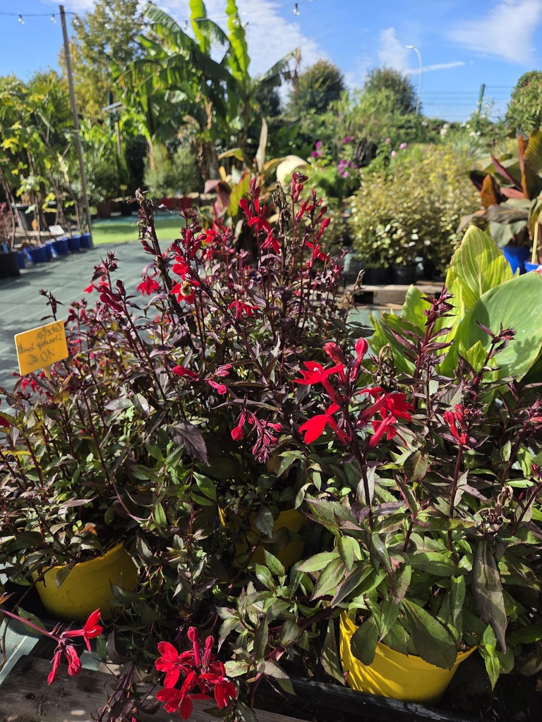 Lobelia Starship Scarlet 3L 