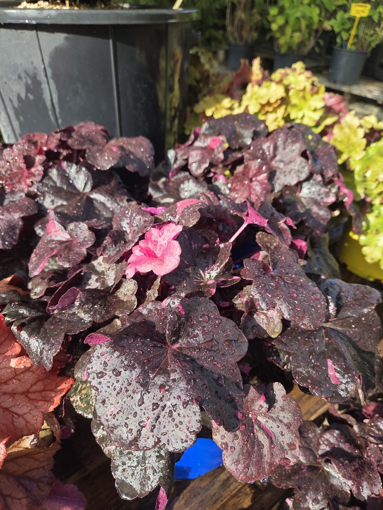 HEUCHERA Midnight rose 4L
