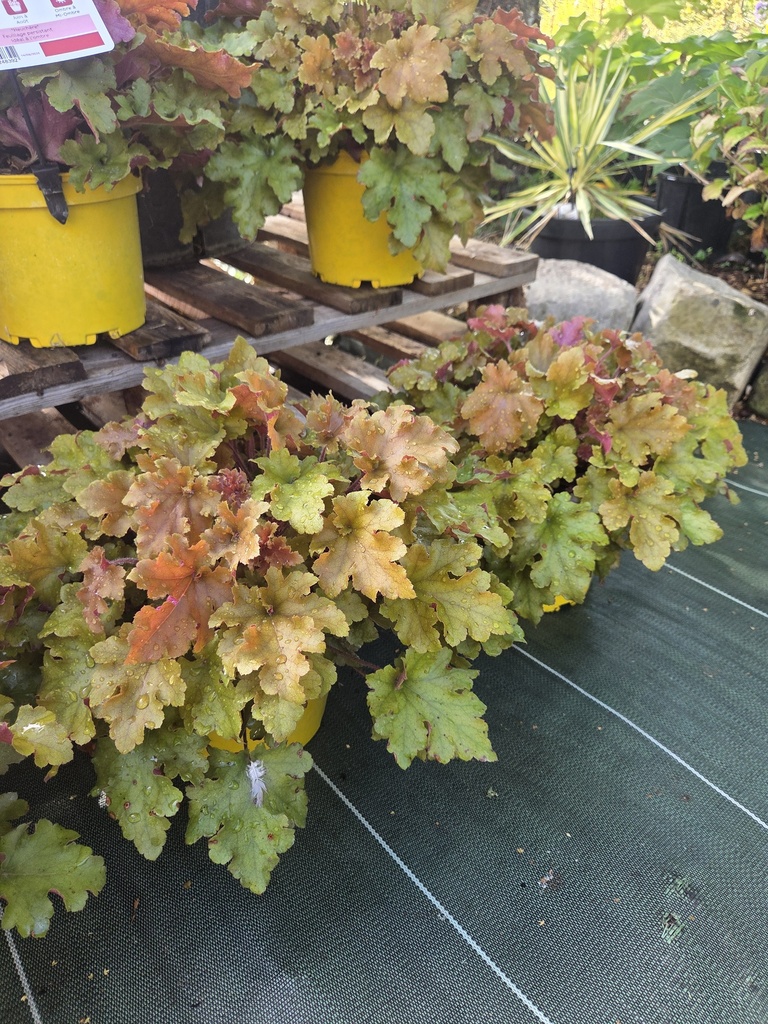 HEUCHERA Marmalade 3L 
