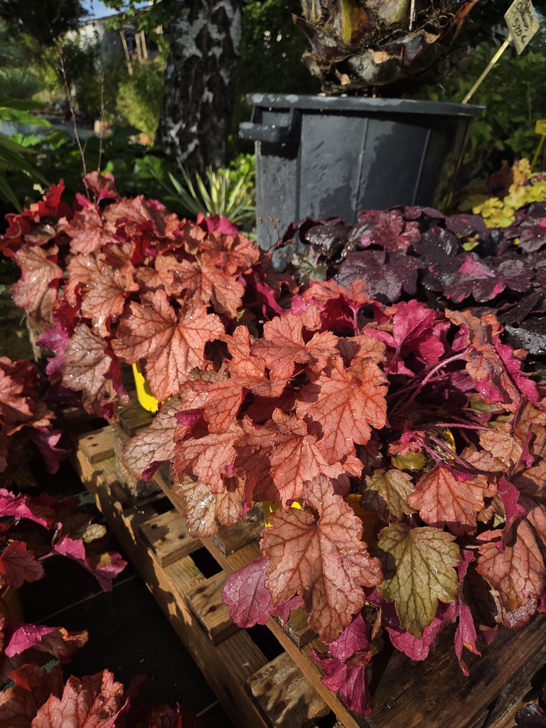 HEUCHERA Paprika 3L 