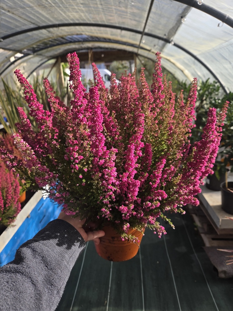 Erica Gracilis D16  