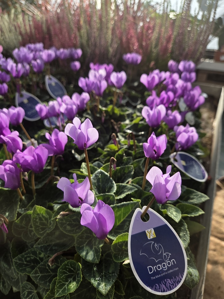Cyclamen Dragon Blue