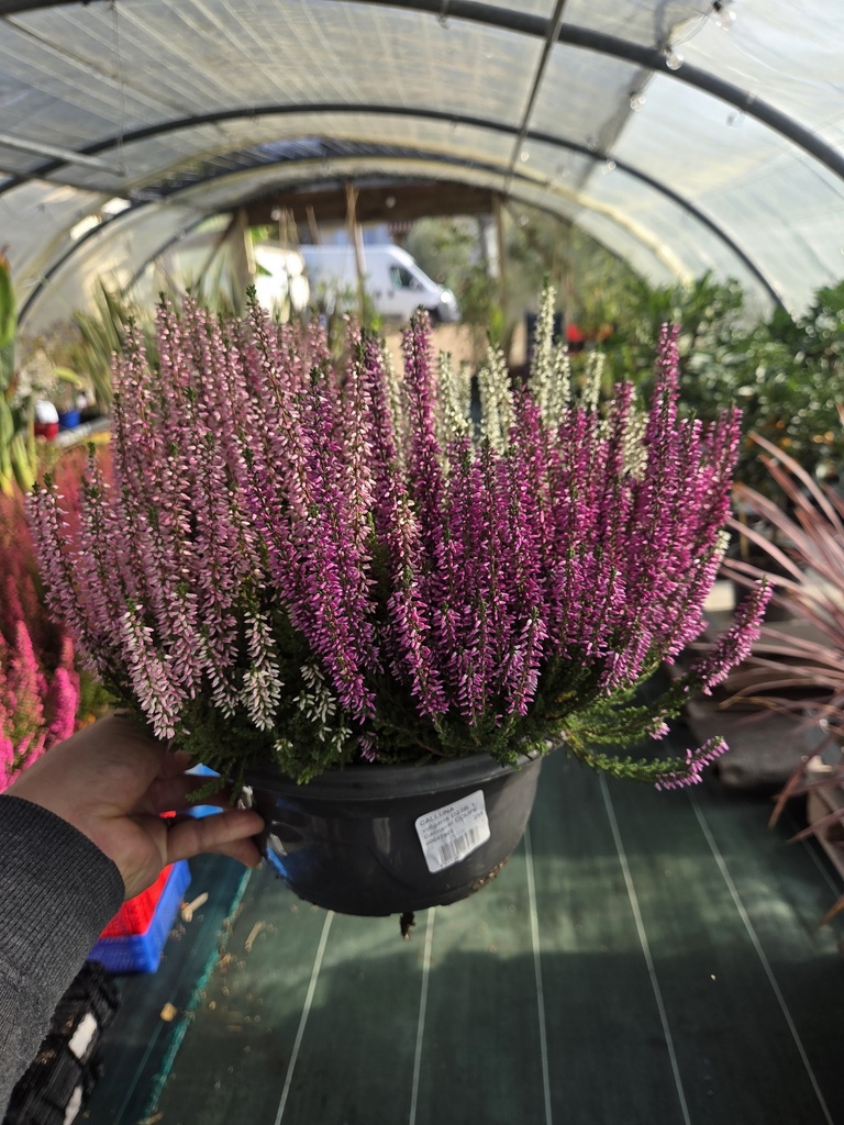Calluna vulgaris Carnaval coupe