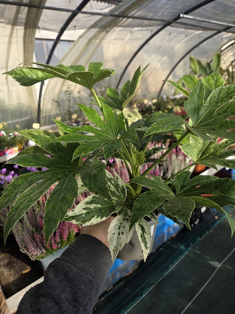 FATSIA japonica Spider's web D17
