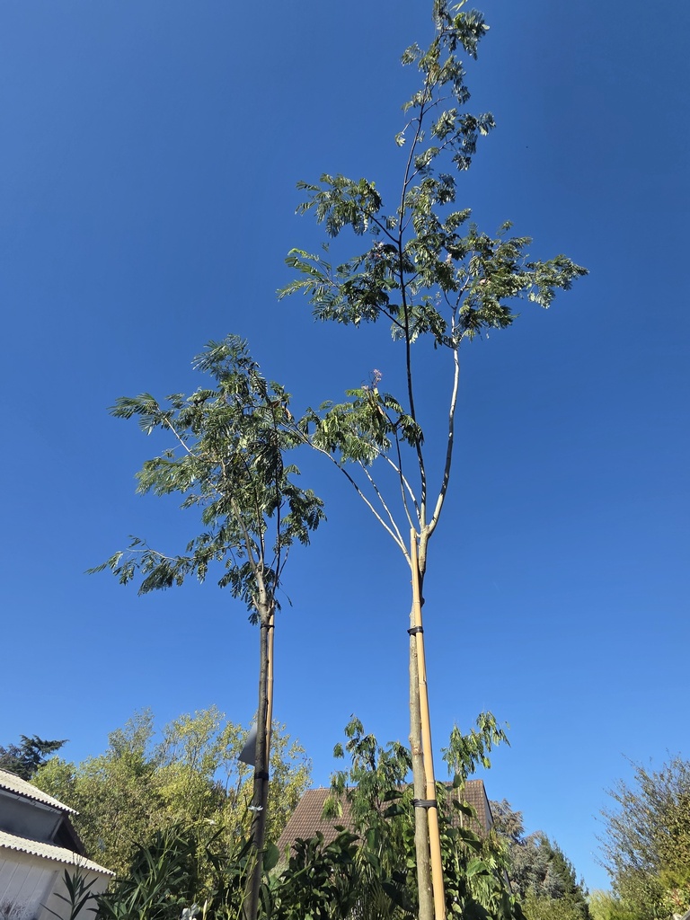 ALBIZIA julibrissin Ombrella (Haute tige) 55L
