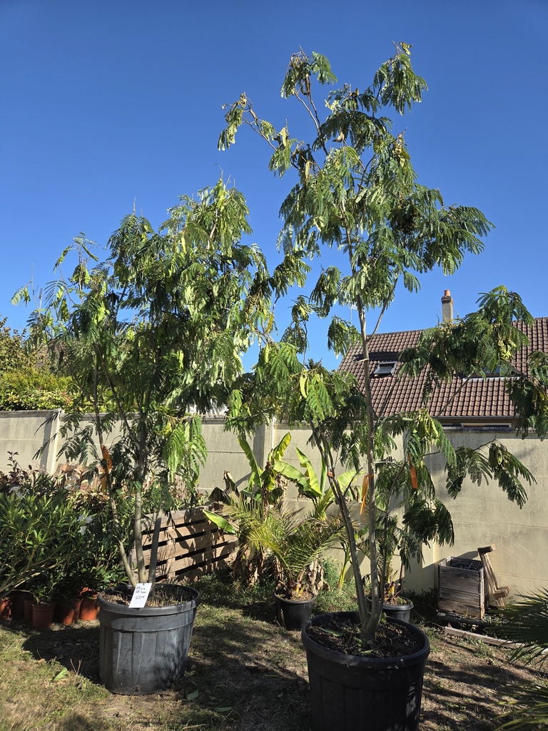 ALBIZIA julibrissin Ombrella multitronc 130L