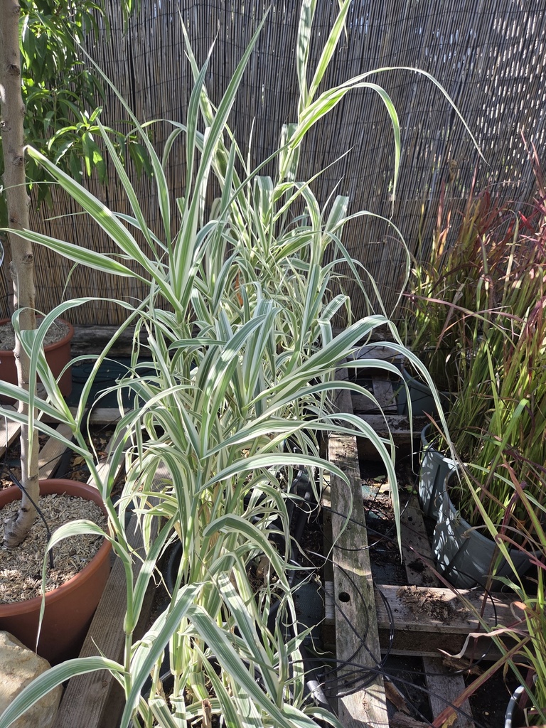Arundo Donax variegata - Canne de Provence 