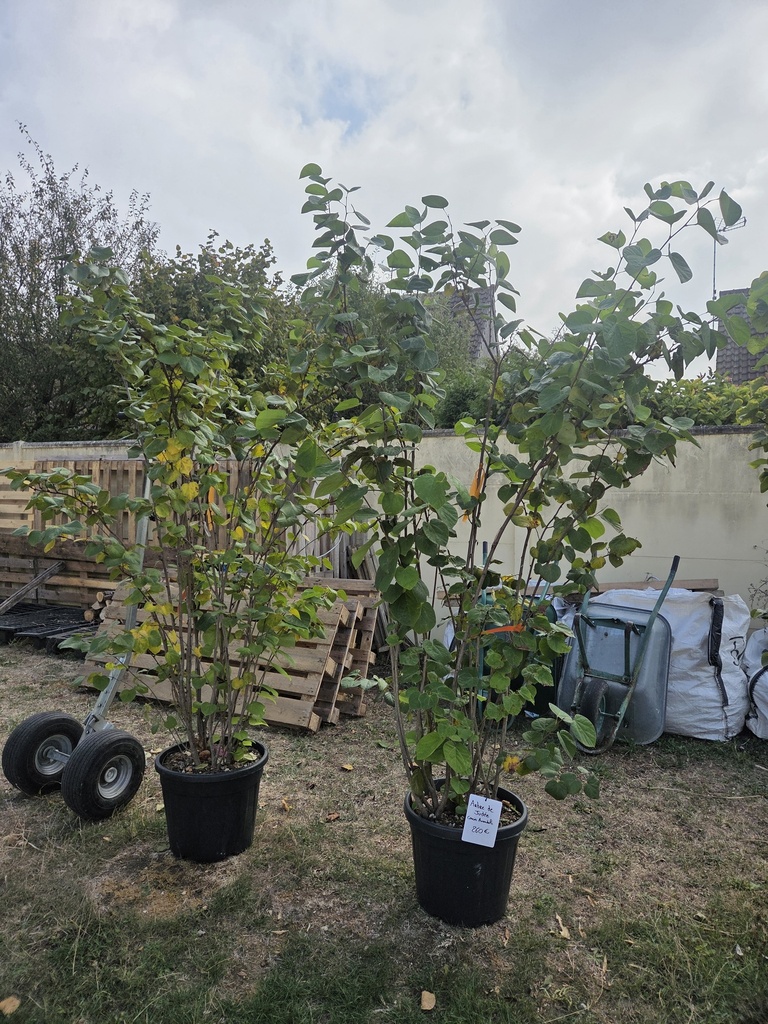 Cercis Chinensis Avondale  35L - Arbre de Judee