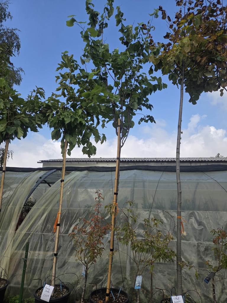 Cercis Siliquastrum HAUTETIGE 45L 10/12