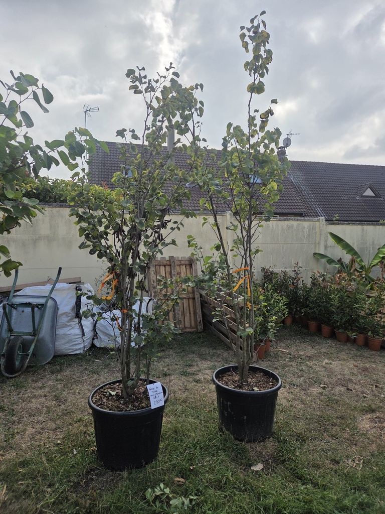 Cercis Siliquastrum multitronc  70L