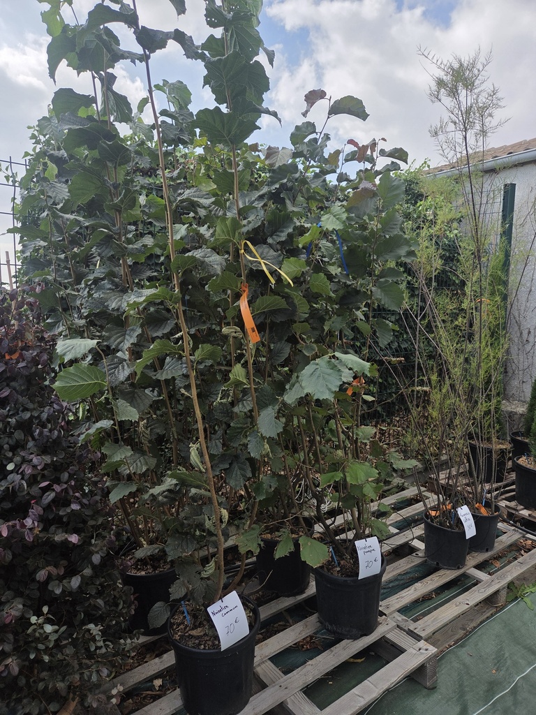 Corylus Avellana 18L - Noisetier commun
