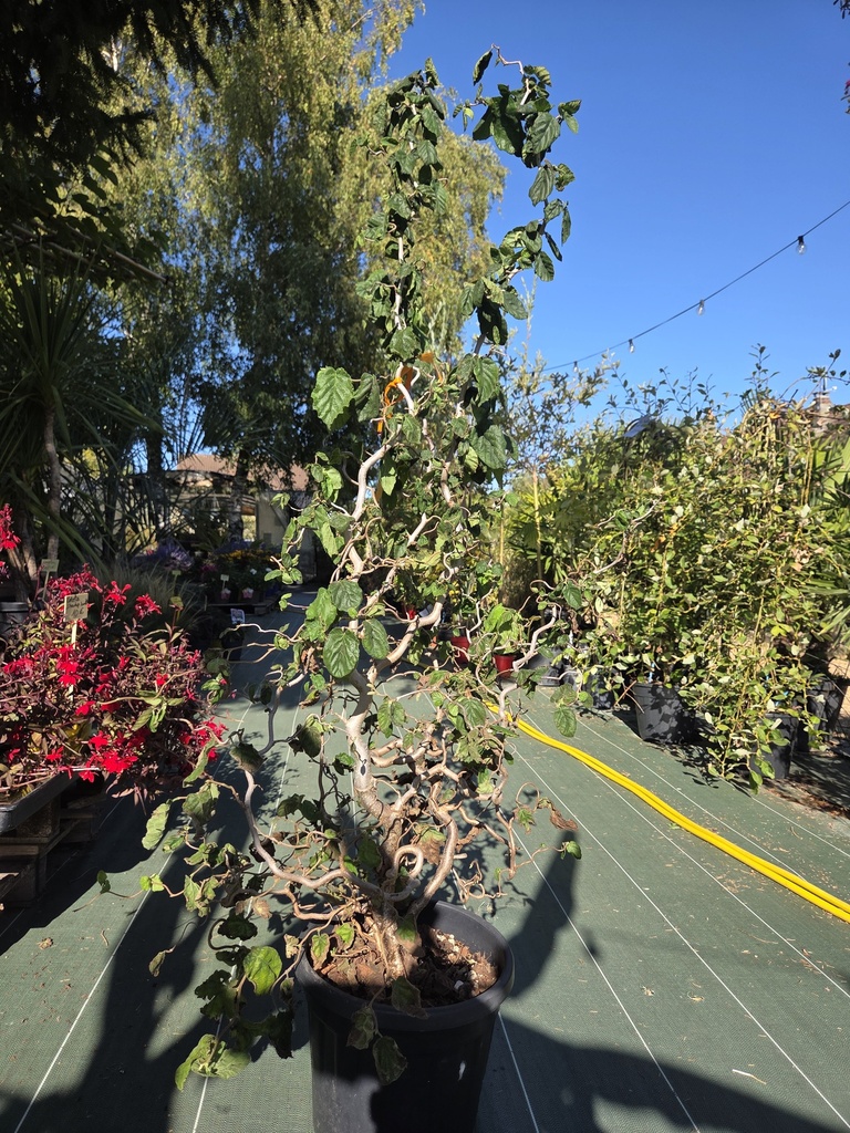 Corylus Avellana Contorta 18L - Noisetier tortueux