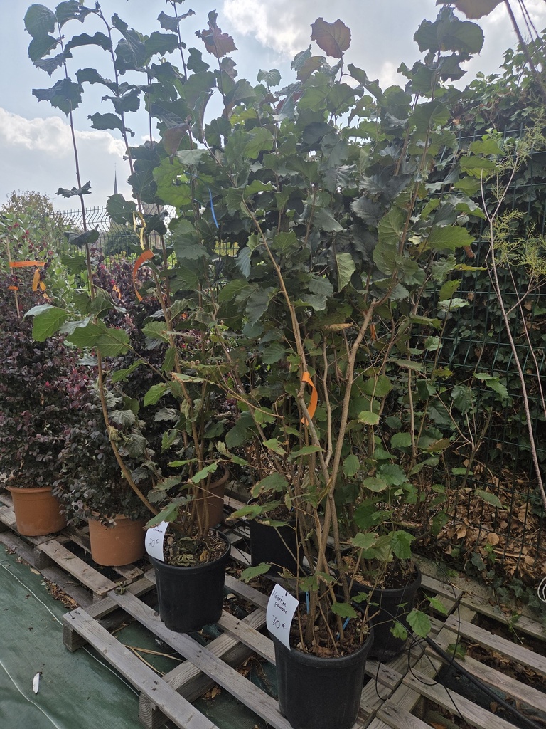 Corylus Maxima Purpurea 18L - Noisetier pourpre