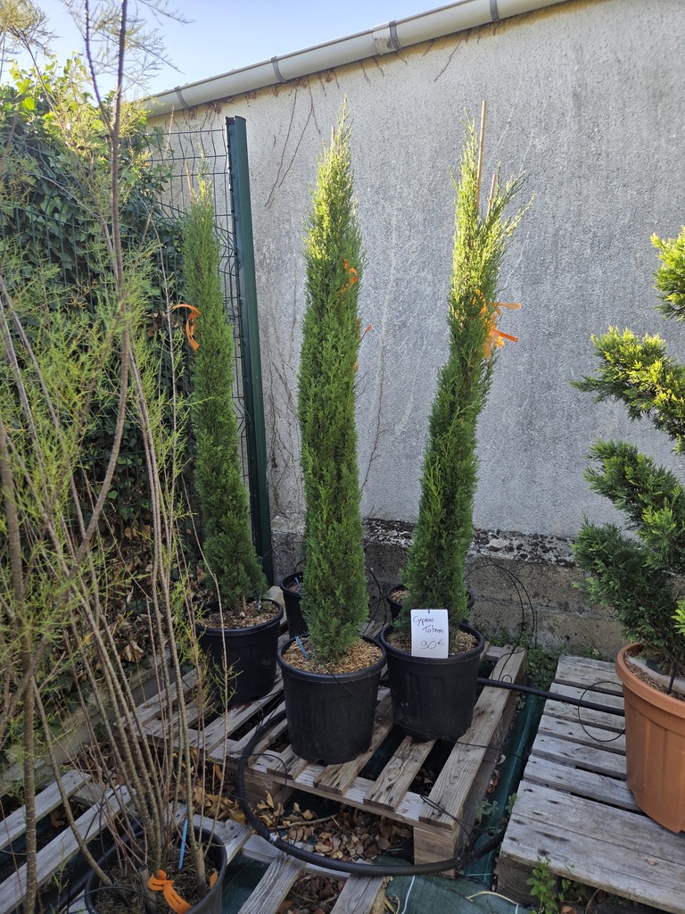 Cypres de Provence 18L 125/150 - Cupressus sempervirens Totem 