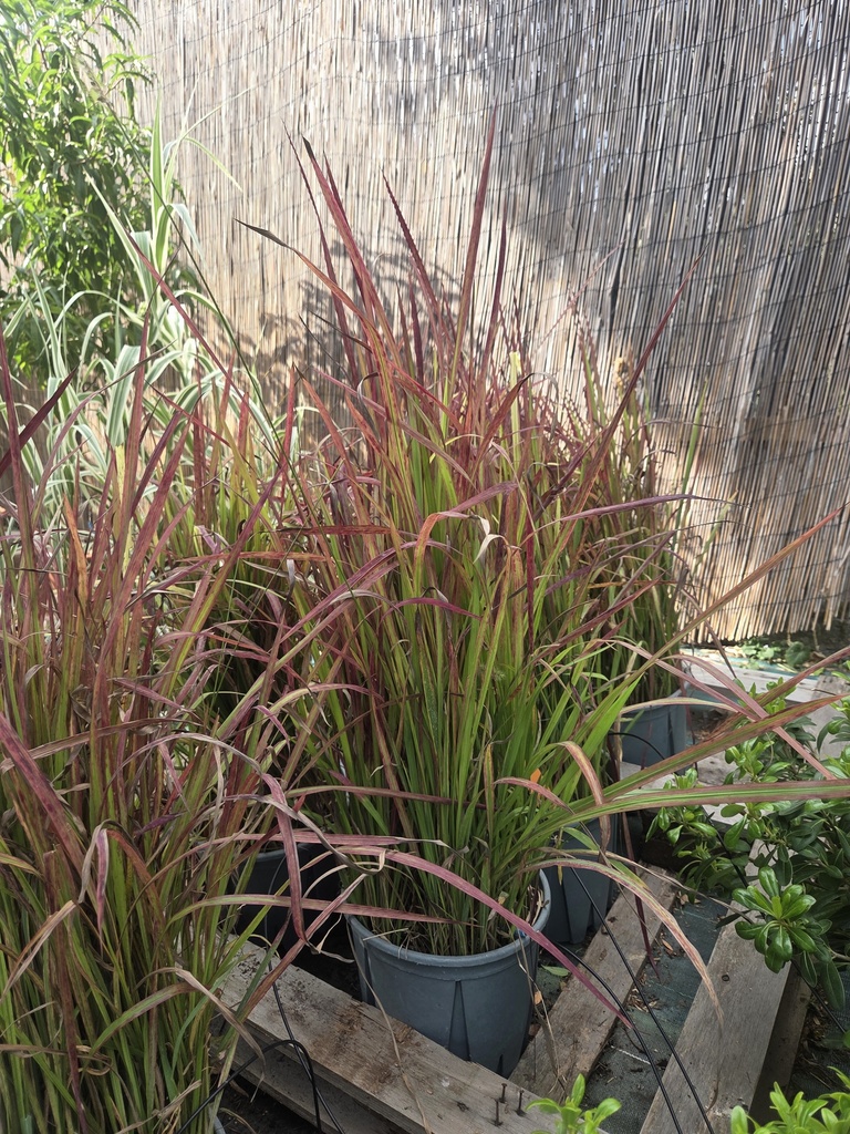 Imperata Cylindrica Red Baron 9L